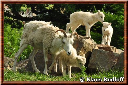 Dall Sheep