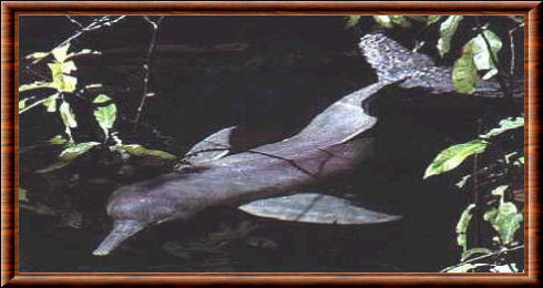 Dauphin d'Amazonie (Inia geoffrensis)