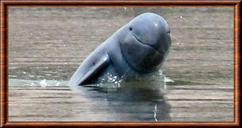 Dauphin de l’Irrawaddy (Orcaella brevirostris)