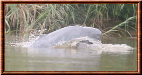 Dauphin de l'Irrawaddy 02