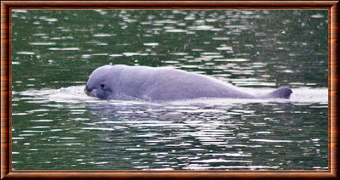 Dauphin de l'Irrawaddy 04