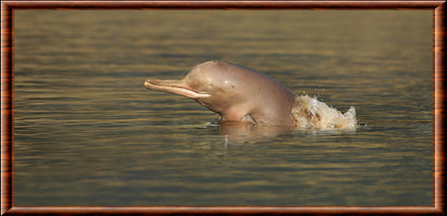 Dauphin de l'Indus (Platanista gangetica minor)