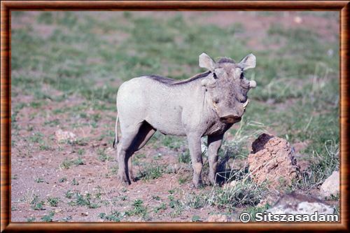 Desert warthog (Phacochoerus aethiopicus)