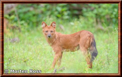 Dhole de Chine (Cuon alpinus lepturus)