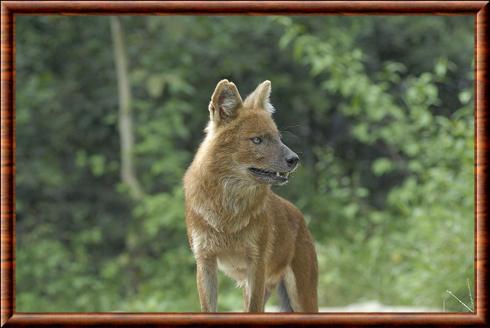 Dhole de Malaisie (Cuon alpinus infuscus)