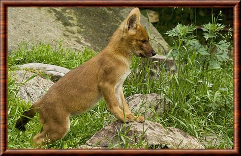 Dhole juvénile