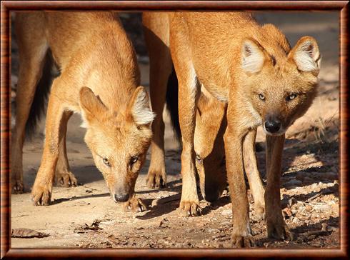 Dhole parc national de la Pench.jpg