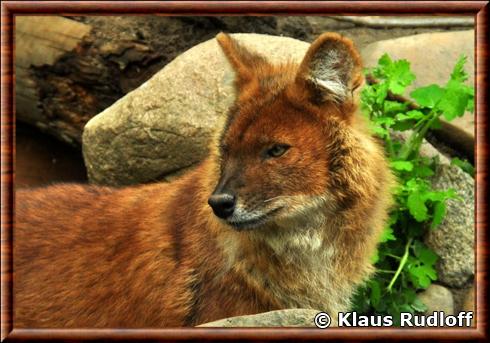 Dhole portrait.jpg