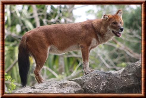 Dhole au zoo de Miami