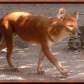 Dhole