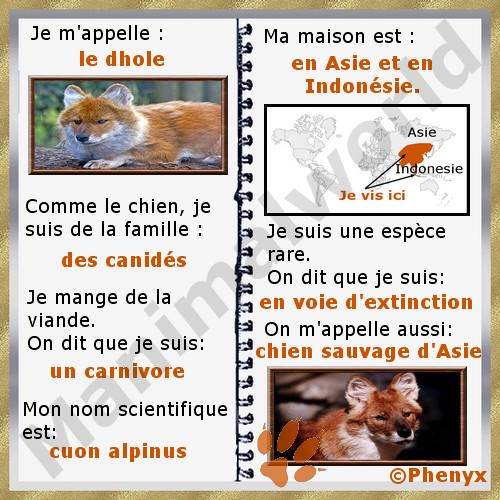 Dhole fiche enfants