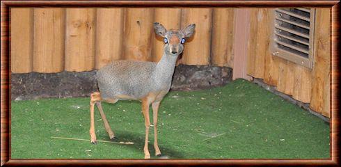 Dik dik argente au zoo de Moscou