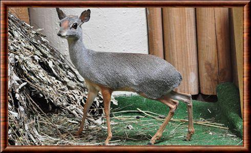 Dik-dik argente (Madoqua piacentinii)