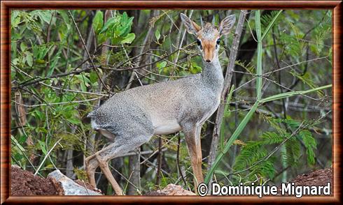 Dik-dik de Gunther 02