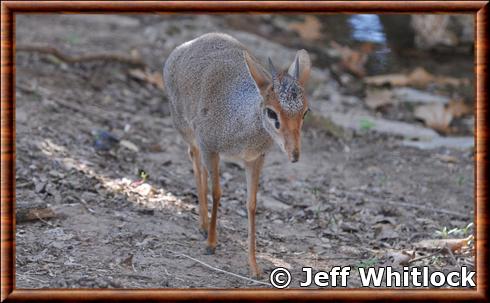 Dik-dik de Gunther au zoo de Cameron