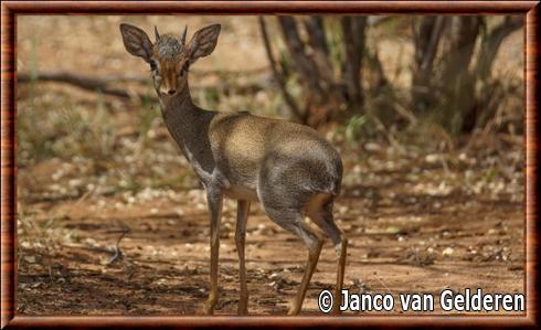 Dik-dik de Gunther en Ethiopie