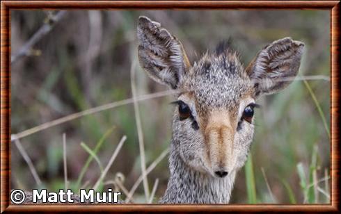 Dik-dik de Gunther gros plan