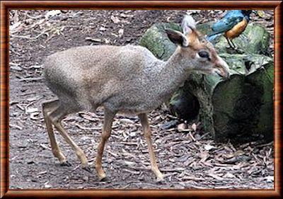 Dik-dik de Gunther (Madoqua guentheri)