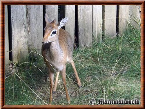 Dik-dik de Kirk a Amneville