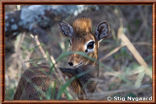 Dik-dik de Kirk portrait