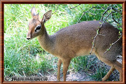 Dik-dik de Kirk (Madoqua kirkii)