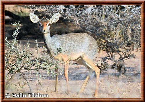 Dik-dik de Salt (Madoqua saltiana)