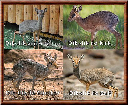 Dik-dik