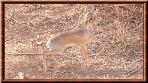 Dik-dik 04