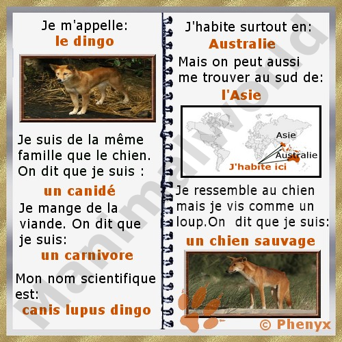 Dingo fiche pour enfants