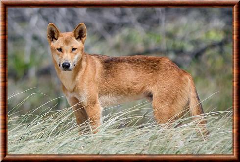 Dingo d'Australie