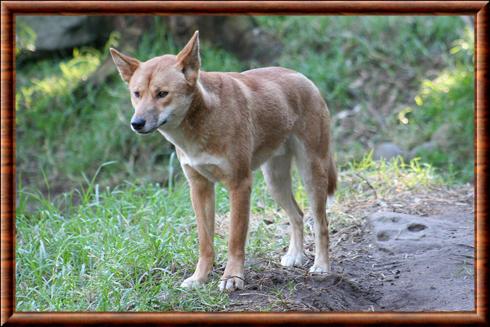 Dingo (Canis lupus dingo)