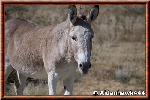 Donkey (Equus asinus)