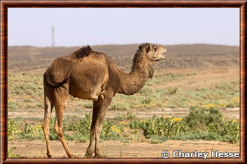Dromadaire photographié au Maroc Dromadaire au Maroc