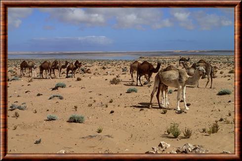 Dromadaire au Maroc