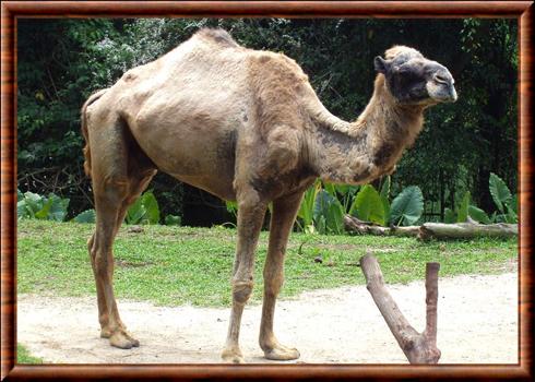 Dromadaire (Camelus dromadarius)