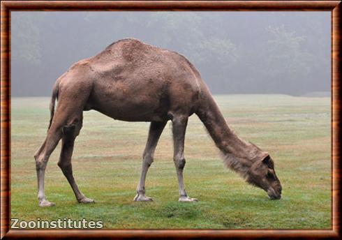 Dromedary