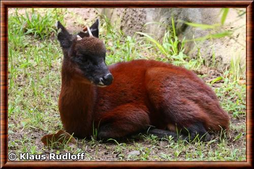 Dwarf Red Brocket Mazama rufina