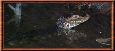 Dwarf caiman