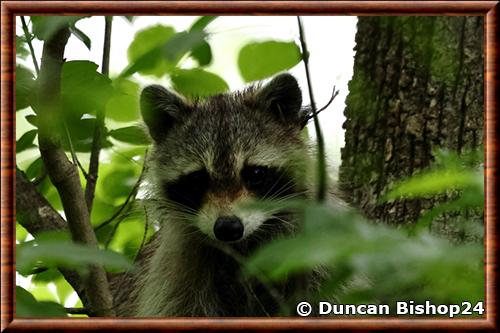 Eastern raccoon