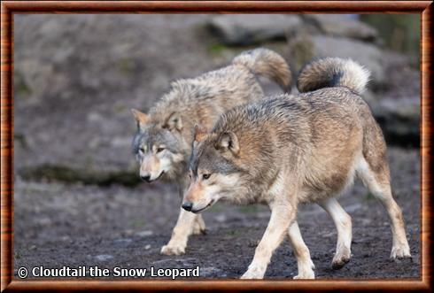 Eastern Timber wolf