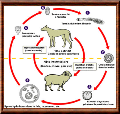 Échinococcose