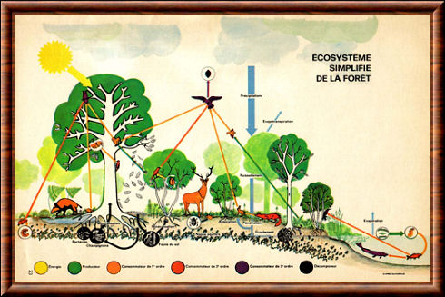 Écosystème