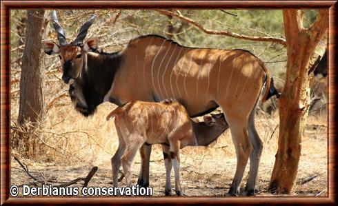 Eland de Derby femelle