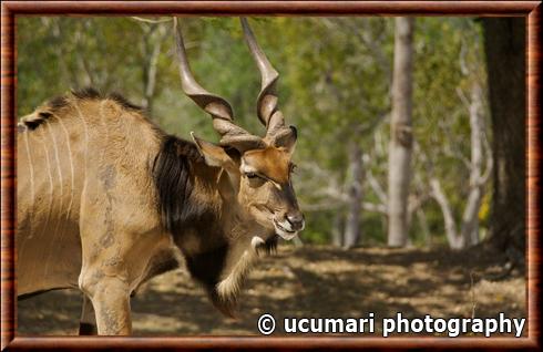 Eland de Derby au zoo de Miami