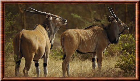 Eland de Derby (Taurotragus derbianus)