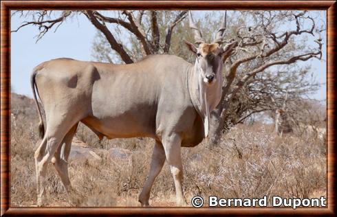 Eland male