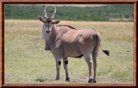 Eland (Taurotragus oryx)