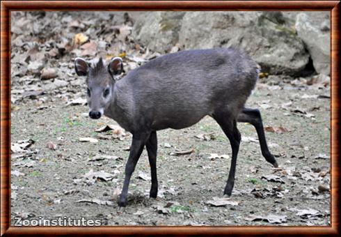 Cerf huppe de l'Ouest (Elaphodus cephalophus cephalophus)