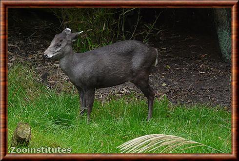 Cerf huppe de Michie (Elaphodus cephalophus michianus)