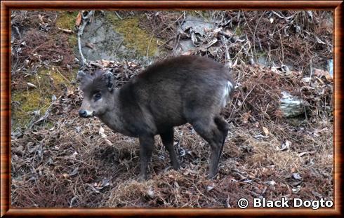 Elaphodus cephalophus